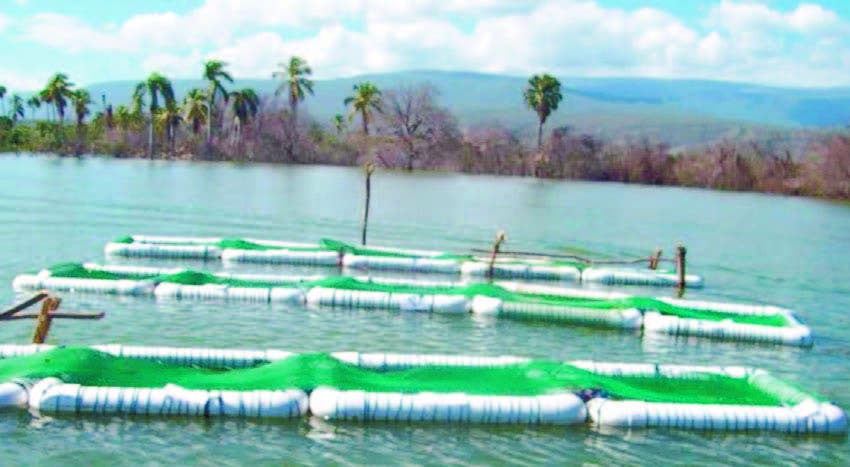 Idiaf apoya producción tilapia en jaulas en lago Enriquillo - Hoy Digital (República Dominicana)