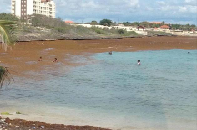 Algas marinas invaden principal playa de La Romana - Hoy Digital (República Dominicana)