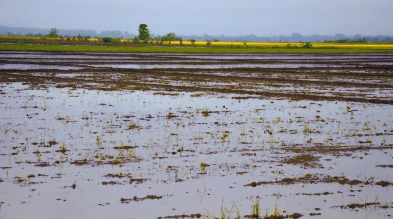 Miles de tareas de arroz bañadas por el desbordamiento del río Yuna en Arenoso y La Reforma, provincia Duarte ayer