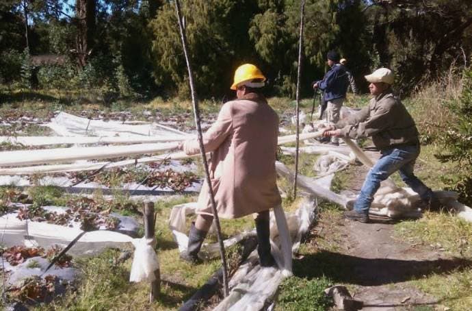 El operativo comenzó en un campo de fresas ubicado en Valle Nuevo, Rancho al Medio/Foto: Medio Ambiente.