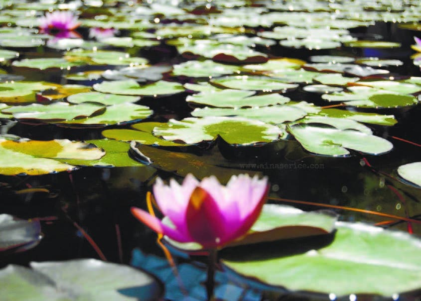 Jardín de nenúfares que inspiró a Monet continúa cultivos