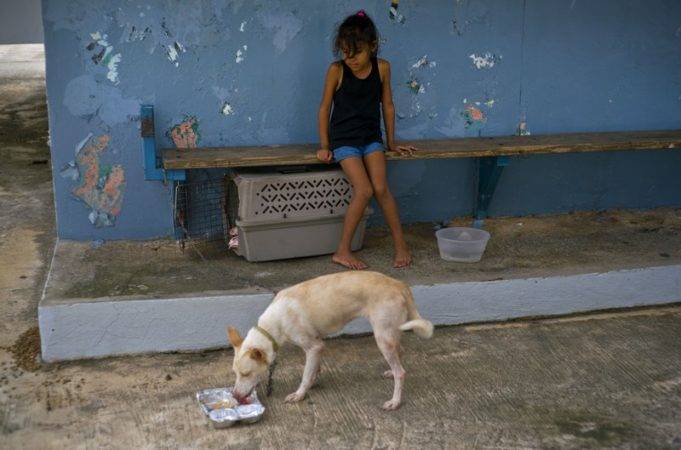 Una niña mira cómo un perro come sobras en una escuela convertida en refugio donde se alojan vecinos que se quedaron sin hogar en el huracán María, en Toa Baja, Puerto Rico. AP