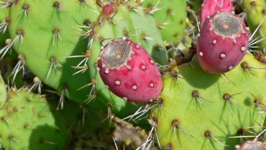 Opuntia_littoralis_var_vaseyi-830x705