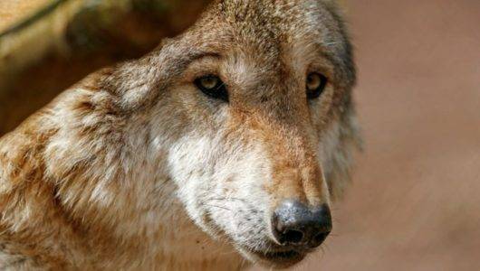 Un lobo (Canis lupus) en su habitáculo del Parque salvaje Tripsdrill en Cleebronn, cerca de Heilbronn (Alemania). La enfermedad lleva su nombre porque no sabes cuándo va a aparecer, cuando va a atacar al paciente. EFE/ Ronald Wittek