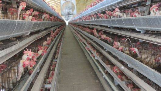Benítez asume control producción de pollos y huevos