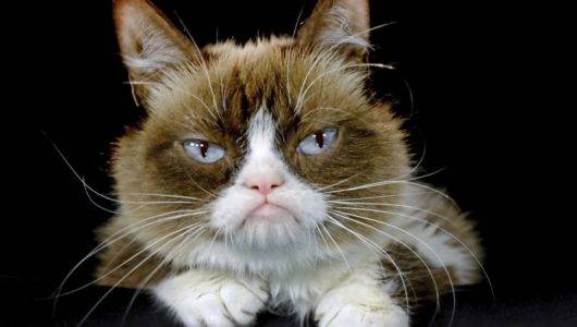 Fallece una gata conocida como “Grumpy Cat” cuyo gesto malhumorado causó sensación en las redes sociales