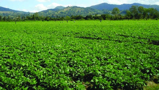 Agricultores piden parar deportación de haitianos