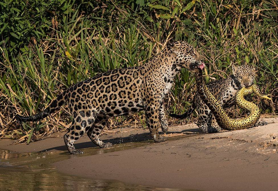 Un par de jaguares encaran una anaconda - por Michel Zoghzhog 