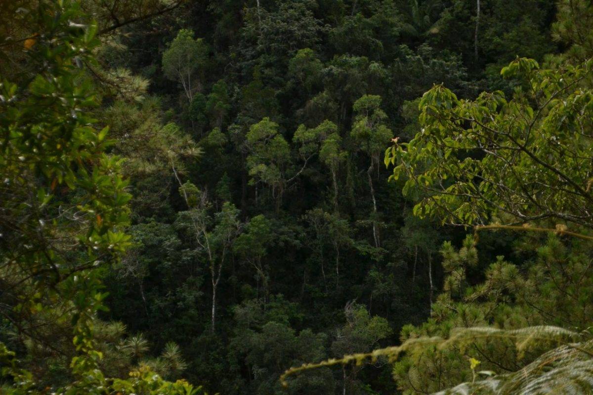 Bosques Tropicales Conoce Acciones De Medio Ambiente Para Preservarlos