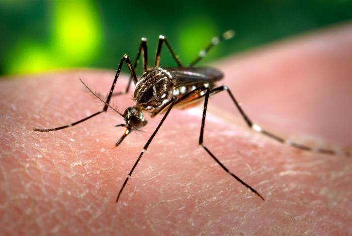 Seis nuevos casos de zika de transmisión local en Florida Miami (EE.UU.