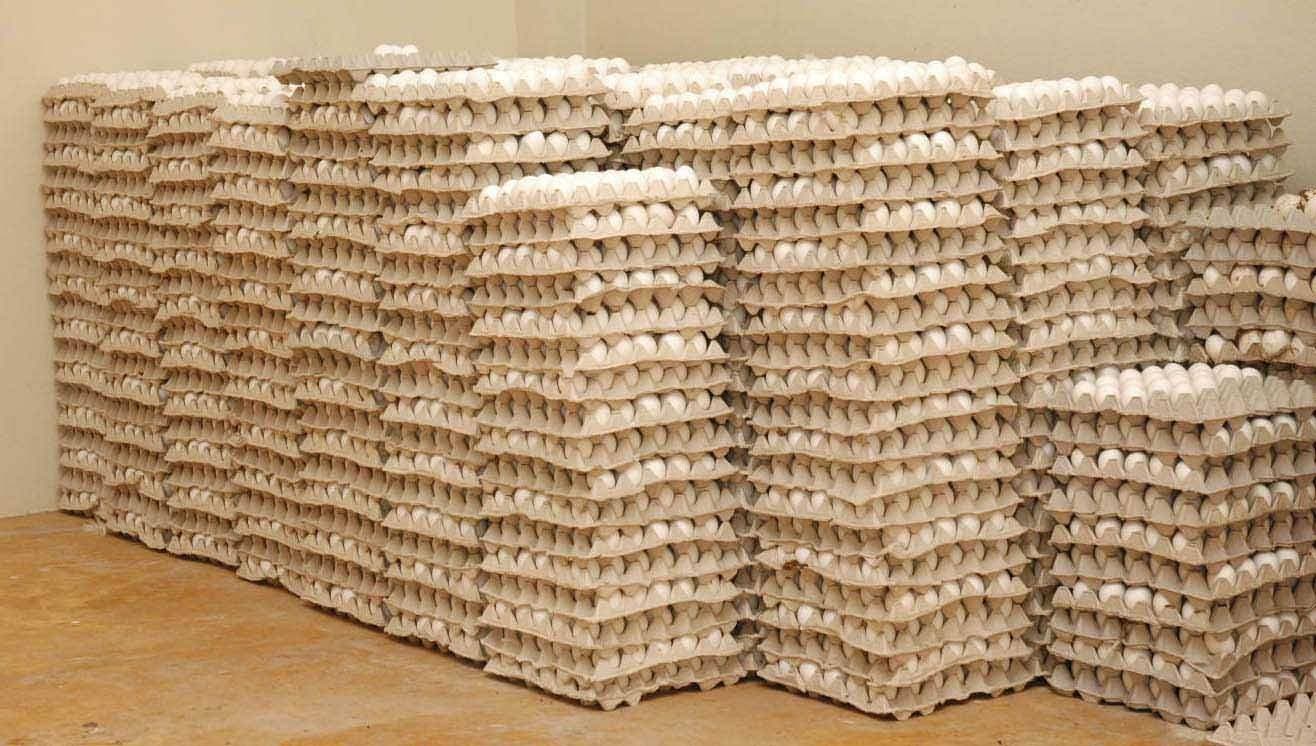 Proconsumidor: en el mercado dominicano solo se comercializan huevos en cáscara producidos en el país