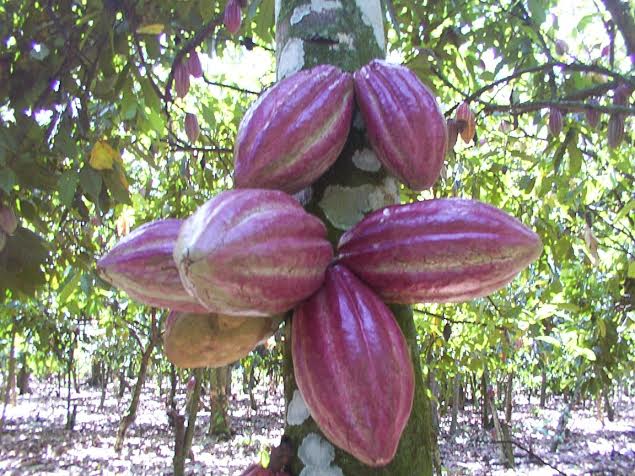 Lanzan proyecto producción sostenible de cacao