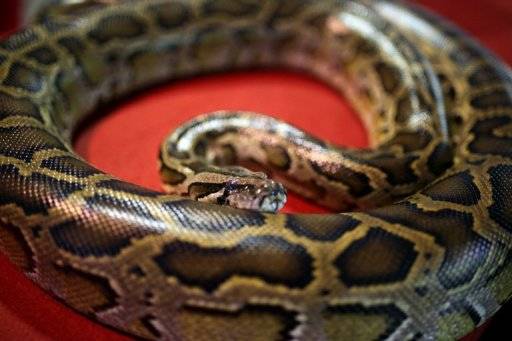 ¿Cuáles son las diferencias entre serpientes, víboras y culebras?