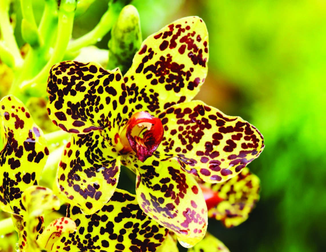 Orquídeas más cerca de sus admiradores