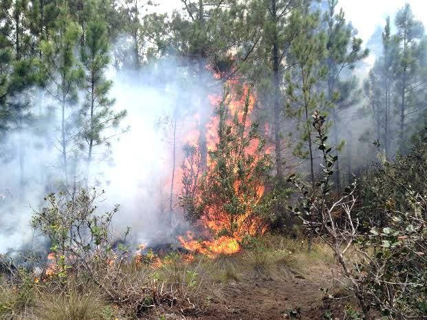 Incendio forestal en Valle Nuevo continúa fuera de control