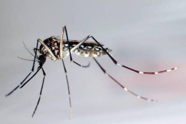 Cuatro diferencias entre dengue y chikungunya que debes conocer para no confundirlas