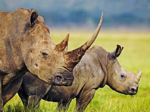 Rinocerontes: 10 curiosidades de uno de los animales más grandes del mundo