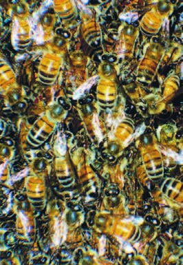 Destacan el peligro que constituye para la agricultura la reducción de abejas