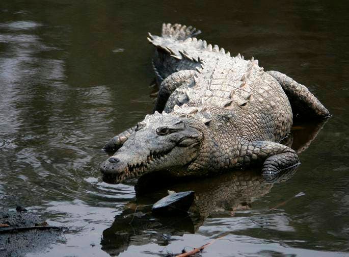 Hallan muerto a Sisis, el famoso cocodrilo que vivía en un pantano de Creta