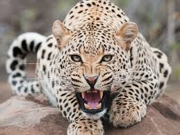 Mujer luchó contra un leopardo hasta matarlo