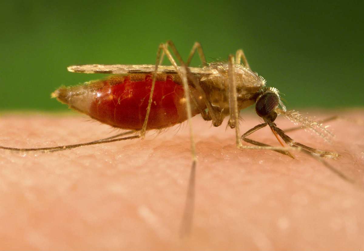 Salud Pública anuncia continúa preparación ante posibilidad de llegada virus Zika