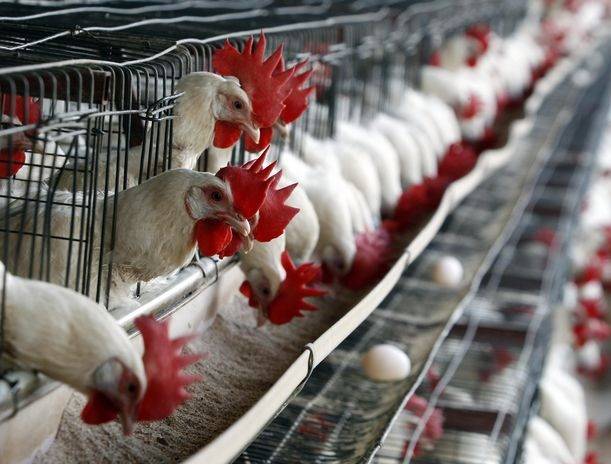 Salud confirma presencia gripe aviar en Espaillat; asegura no afecta a los humanos
