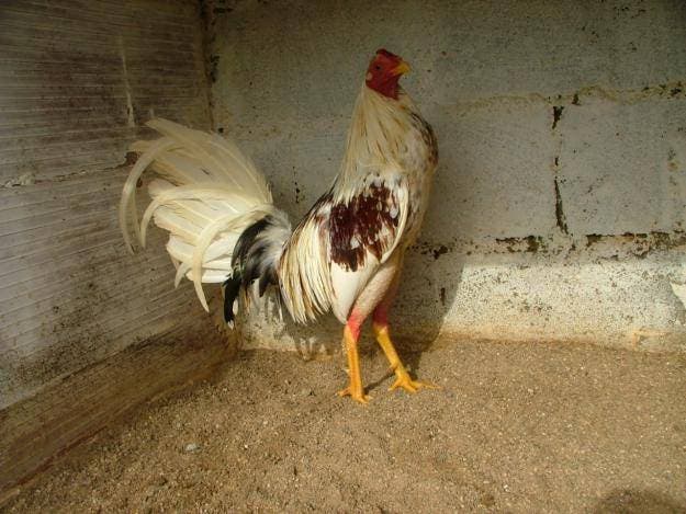 Posible prohibición peleas de gallos en P.Rico destapa el rechazo a práctica