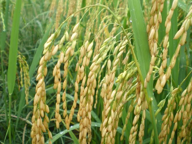 INDRHI: Continúan limitaciones para siembra de arroz