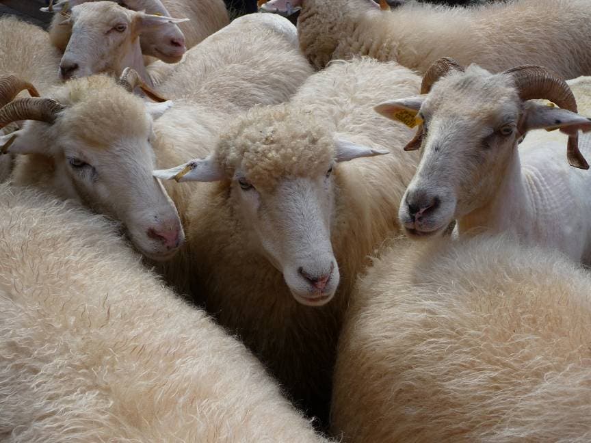 En San Juan, productores abandonan crianza ovina por auge de cuatreros