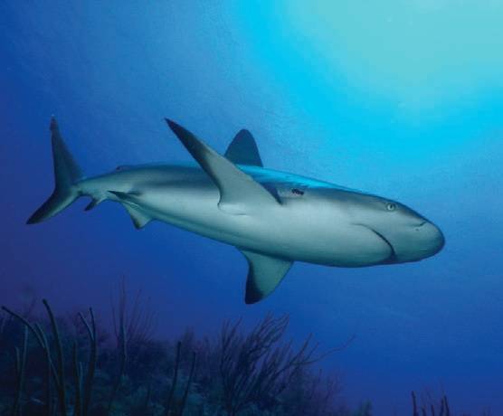 El triste final del tiburón que fue encontrado por pescadores a orillas de la playa Sosúa