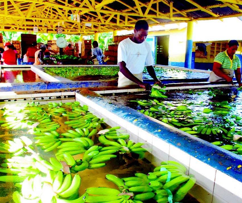 Capacitan productores de banano sobre exportación en Bahoruco