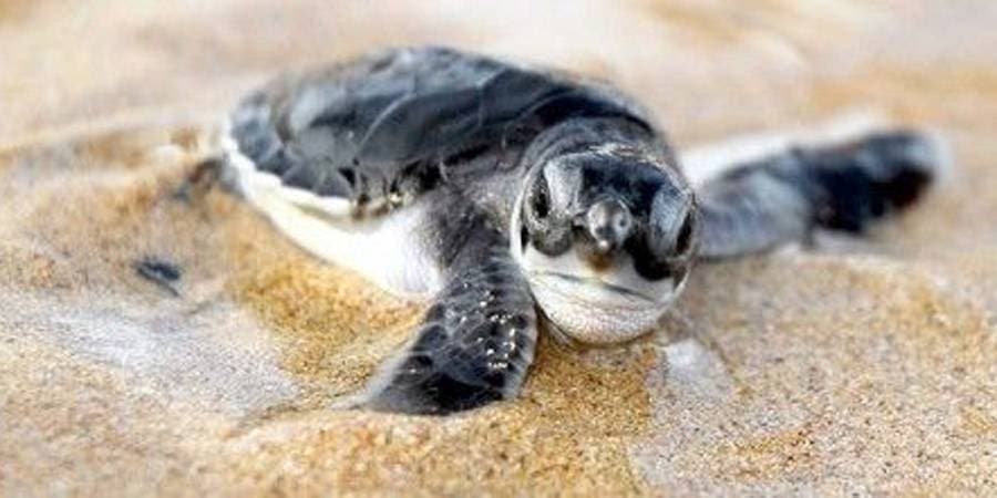 Tortugas superan récords de anidación en las playas del sureste de EEUU
