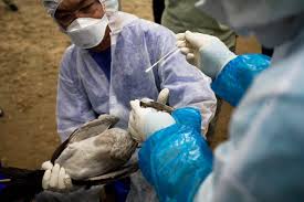 FAO pide 20 millones de dólares contra la gripe aviar en África