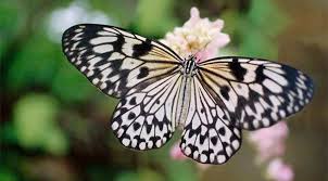 Subvención de 3,3 millones para proteger a mariposa monarca