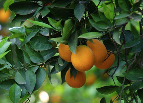 Capacitan técnicos manejo enfermedad del mango
