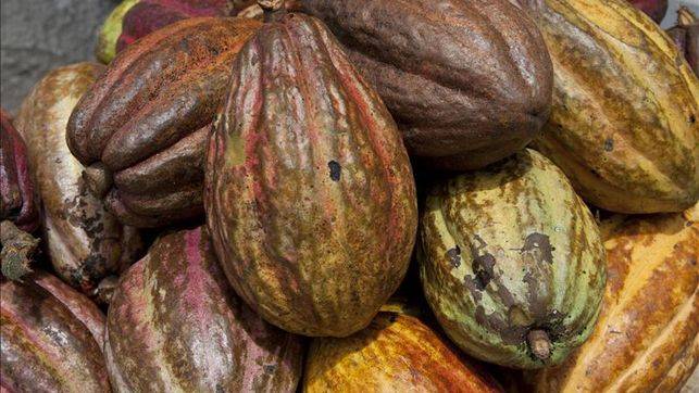 Proyecto buscará mejorar la producción de cacao en Latinoamérica