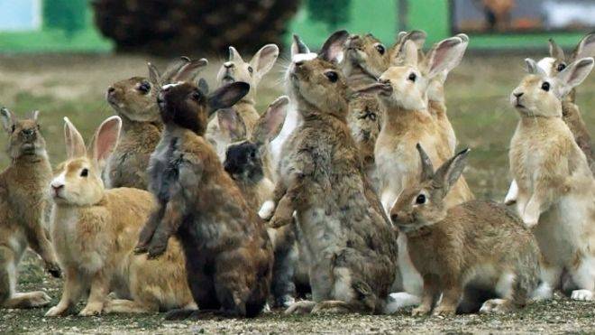 Por qué en realidad los conejos no se reproducen como conejos