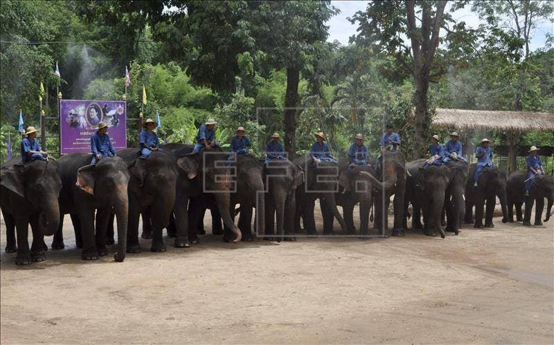 La pintura, entre las nuevas destrezas de los elefantes en Tailandia