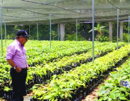Harán plan renovación de fincas cacao para duplicar exportación