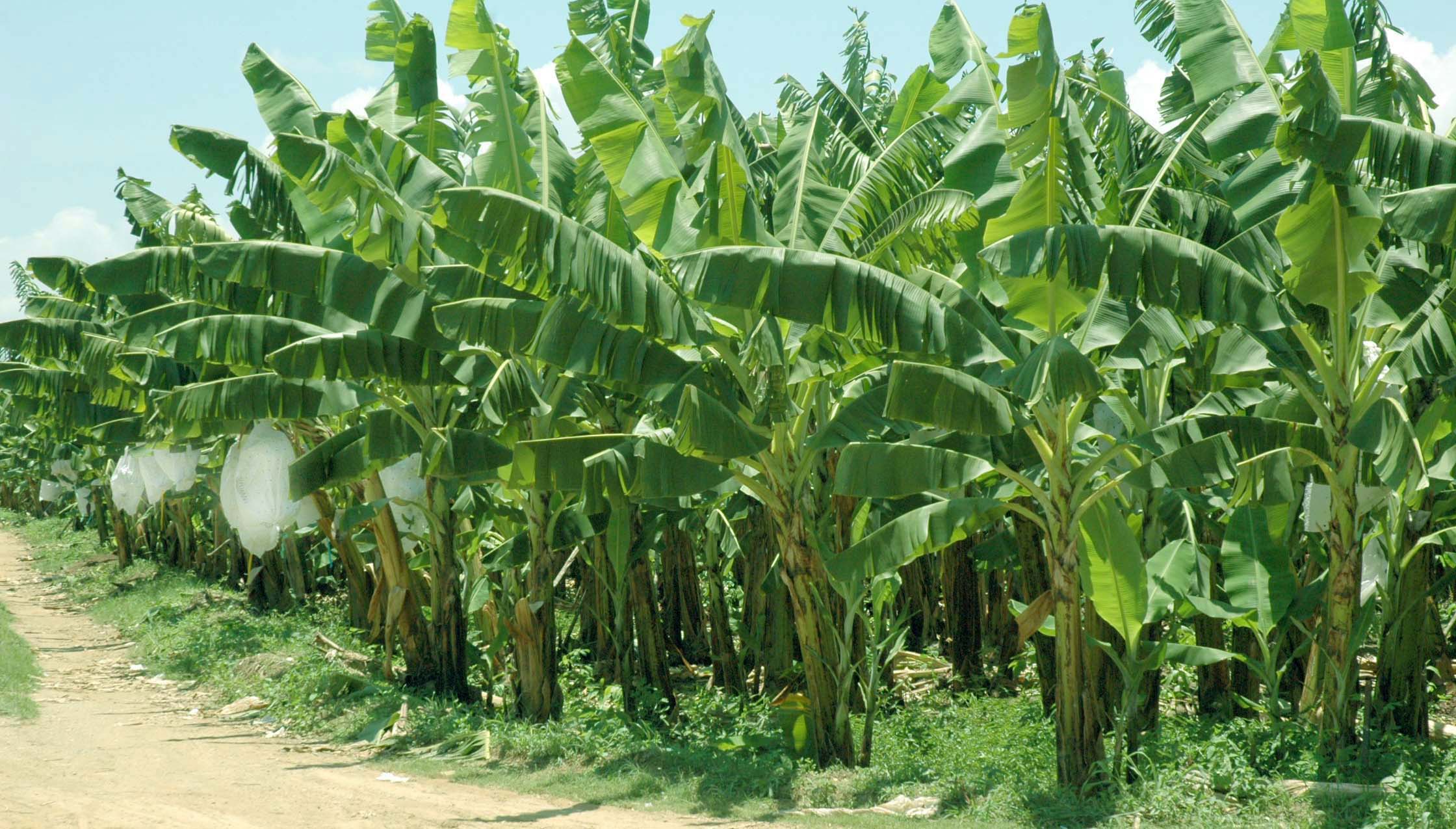 Бананы растут в россии. Банановые плантации в Турции. Банановое дерево в Южной Америке. Банановые плантации в Колумбии. Бананы плантации.