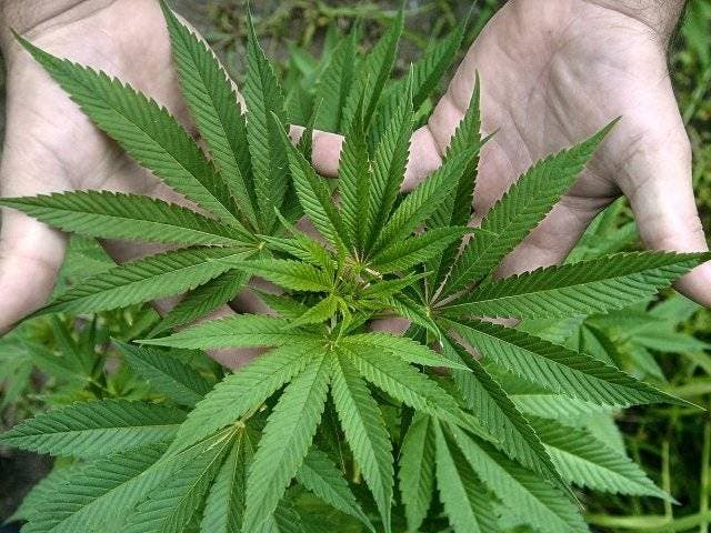 Connecticut, a un paso de aprobar la marihuana medicinal para menores