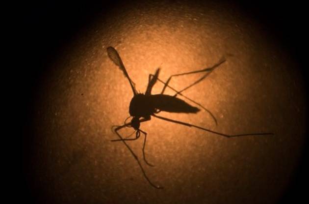 El Zika reduce la fertilidad y la testosterona en ratones, según un estudio Londre