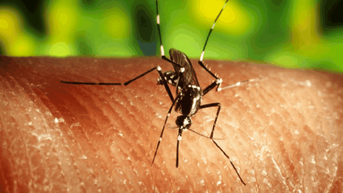 Promoverán uso de insectos estériles para controlar el Aedes Aegypti