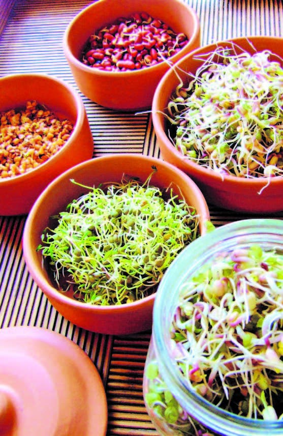 Cinco ricas recetas con germinados