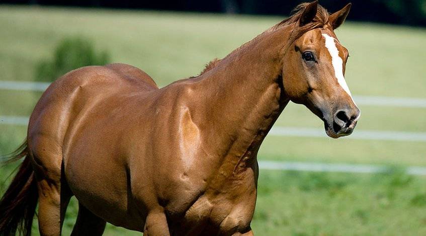Un estudio revela que los caballos pueden reconocer las emociones humanas