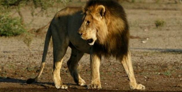 Reserva privada de Zimbabue estudia sacrificar 200 leones por superpoblación