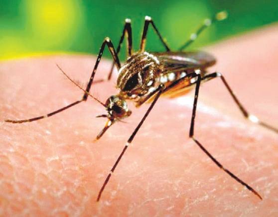 OMS teme severa crisis sanitaria si zika se expande más allá de Latinoamérica