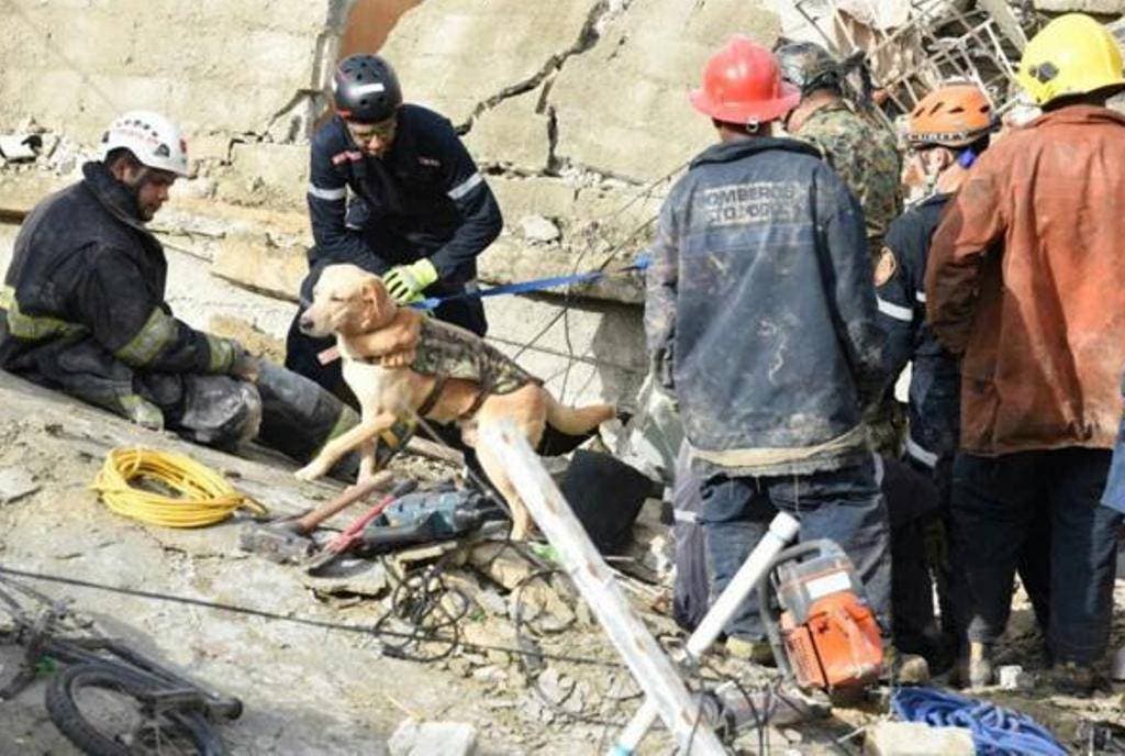 Defensa Civil usa ultrasonido y perros en rescate explosión bomba de gas en Los Ríos