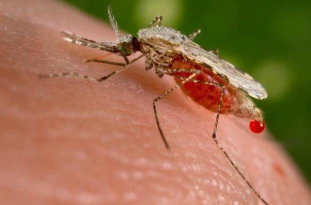 «Campeones contra el Paludismo » busca mejores prácticas en vigilancia y acceso universal al tratamiento