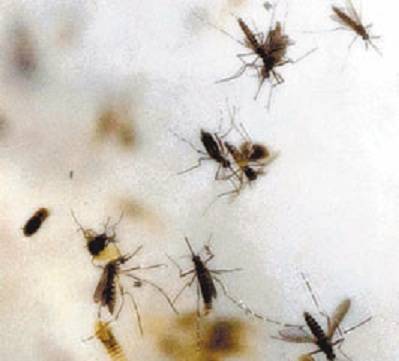 Primer contagio de zika por transmisión sexual en Alemania